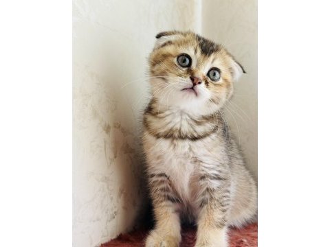 Birbirinden sevimli scottish fold yavrular