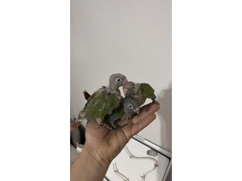 Eskişehir de konur papağanları