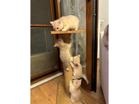 Golden british shorthair safkan