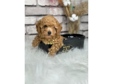 A kalite toy poodle yavrularım