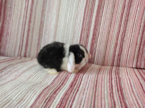 Cüce lop miniatur lop cüce tavşan çiftliği