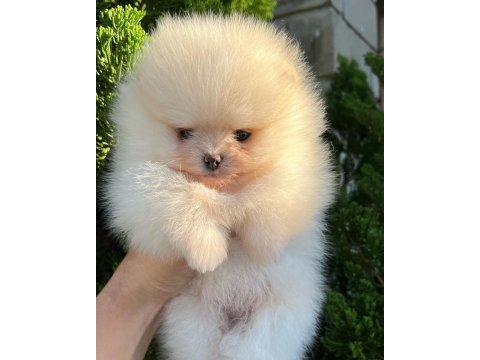 Pomeranian boo yavruları