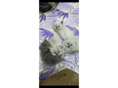 Sevimli british longhair yavrular
