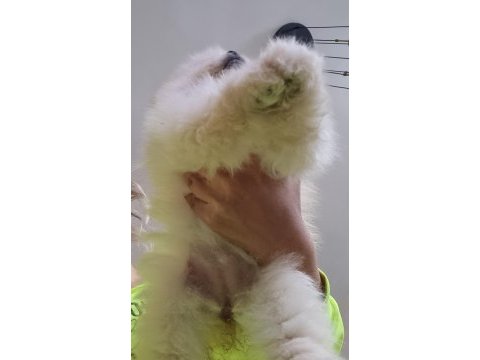 Çok iyi kalite dişi pomeranian