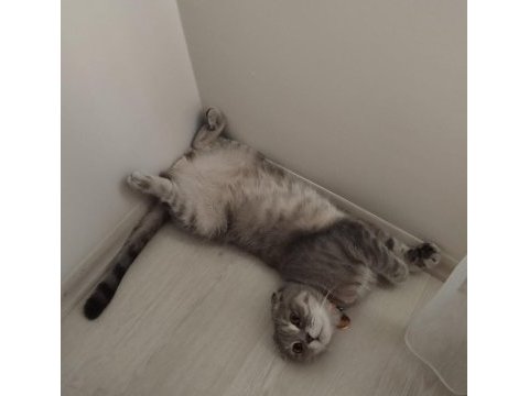 Ücretsiz sahiplendirme scottish fold kedimiz