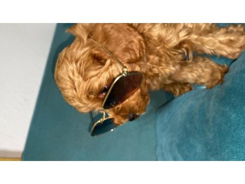 Toy poodle yavrularımız son 2 dişi