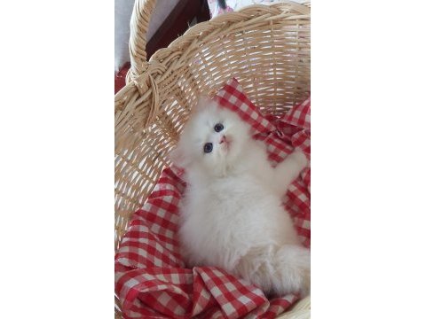Safkan british longhair yavrular