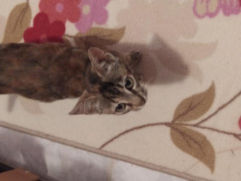 4 aylık dişi yavru kediler