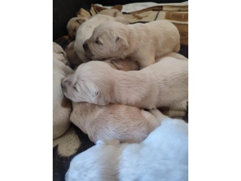 30 günlük sevimli golden retriever yavrularımız