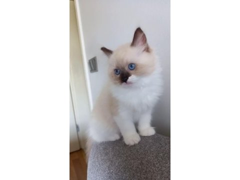 Safkan ragdoll mitted point