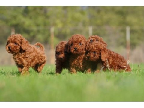 Irkının en güzeli toy poodle yavrular