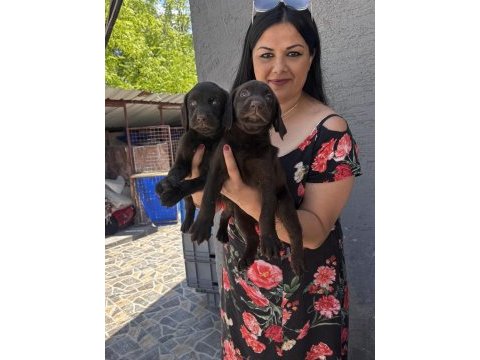 Çikolata labrador yavrularım