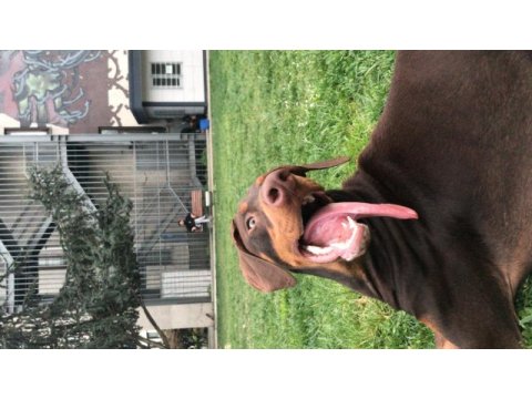 3 yaşında dişi kısır doberman