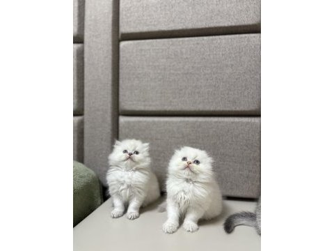 Brıtısh & scottısh yavrularım