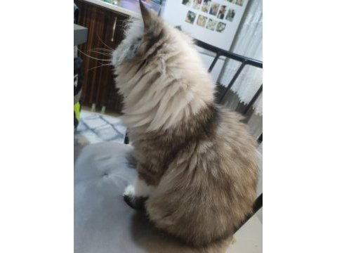 Exotic longhair kızıma eş arıyorum