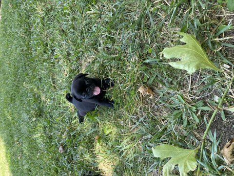 Pug karainciler