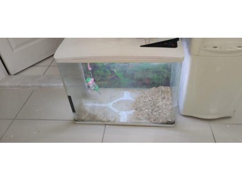 Hamster üretim cam alan