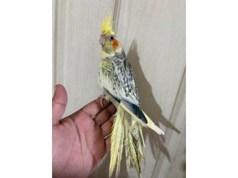 62 günlük kusursuz sultan papağanı bebek
