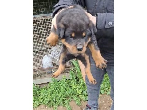Son yavrum orijinal kaliteli rottweiler