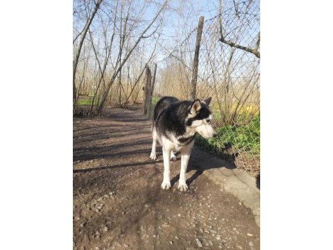 Husky köpeğimize yeni yuva arıyoruz