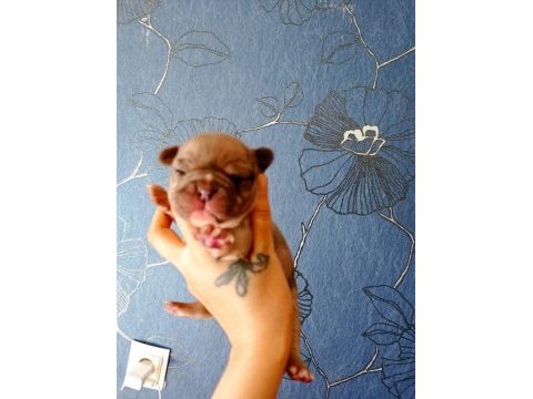 Orijinal fransız bulldog bebeler