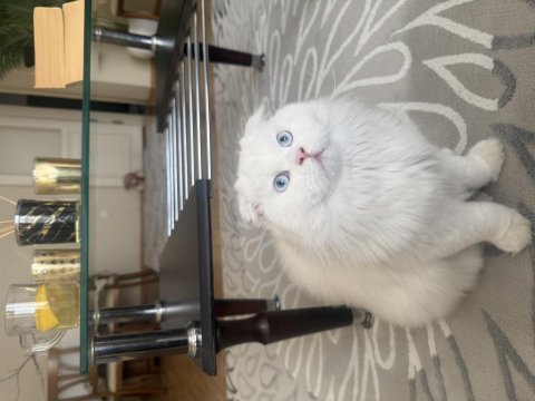 Scottish fold oğluma dişi eş adayı arıyorum