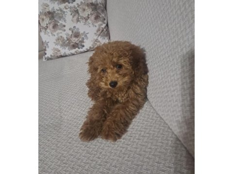 6 aylık toy poodle