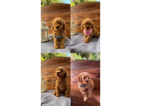Uygun toy poodle bebekler