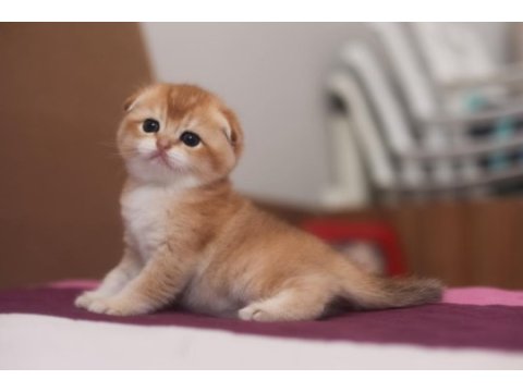 Golden rengine ny25 dişi scottish fold