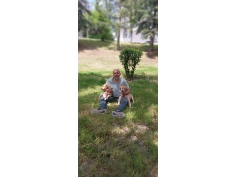4 aylık 2 golden retriever var sahiplendireceğim