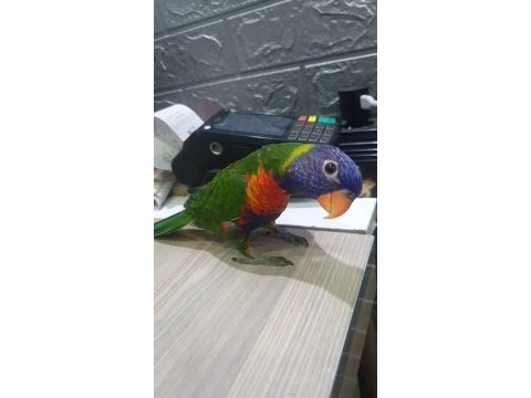 6 aylık lori papağanı