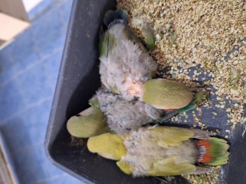 Yeni yeme düşmüş sevda papağanı yavrular