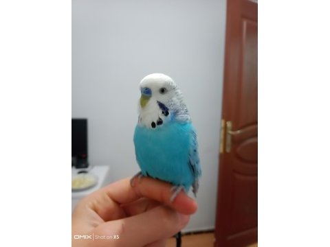 Muhabbet kuşu ele alışkın