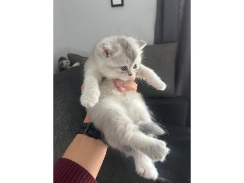 Blue point silver point british shorthair