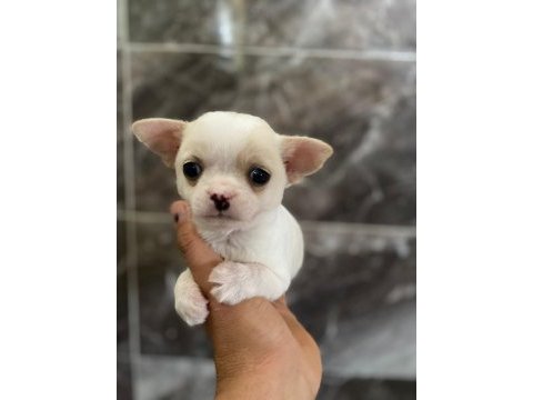Chihuahua sevgililer gününe özel kampanya