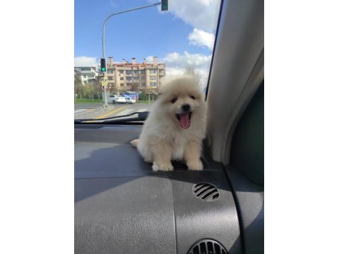 Bal surat 2.5 aylık pomeranian boo