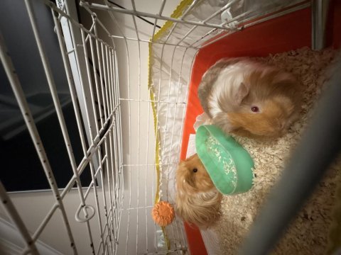 Guinea pig 1 dişi ve 1 erkek