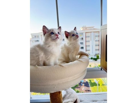 Secereli anne ve babadan safkan ragdoll yavrular