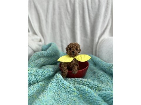 Ev ortamından kore poodle bebekleri
