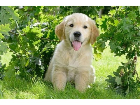 Golden bebekler kapınıza kadar teslim ediyoruz