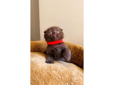 Safkan kan çikolata bebek scottish fold