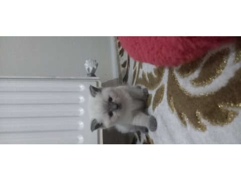 British shorthair yavru kedimiz