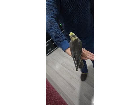 Sultan papağanı yavru dişi