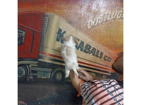 60 günlük dişi morkie