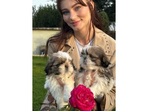 Çok bebiş shih-tzu yavrular