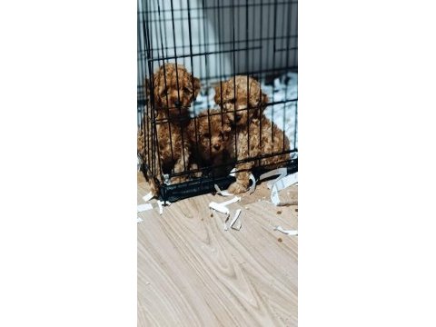 Anne 3.500 kg baba 4.700 gr toy poodle yavrularım