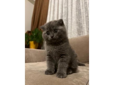 Scottish fold ve scottish straight 2 erkek yavru 2 aylıklar