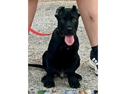 Safkan cane corso