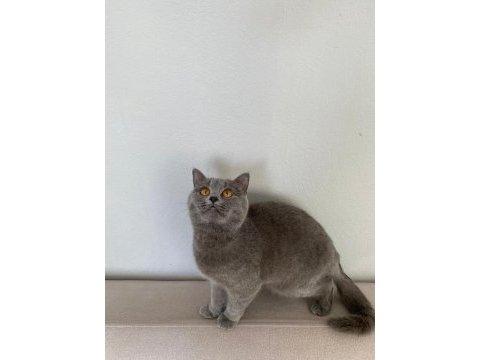 Yavru british shorthair