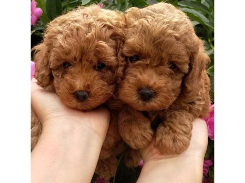 Toy poodle yavruları